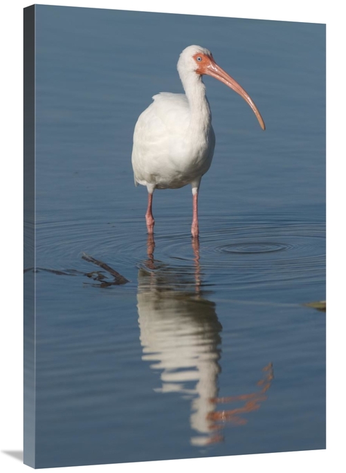 Global Gallery GCS-397289-2436-142 24 x 36 in. White Ibis, Fort My