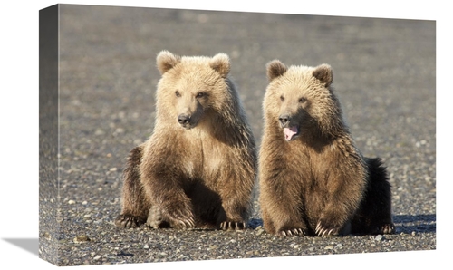 Global Gallery GCS-395432-1218-142 12 x 18 in. Grizzly Bear Cubs, 
