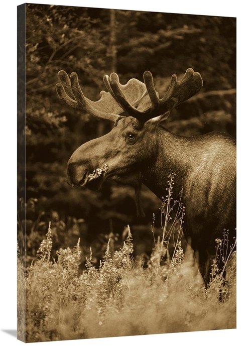 Global Gallery GCS-453677-2436-142 24 x 36 in. Alaska Moose Feeding on