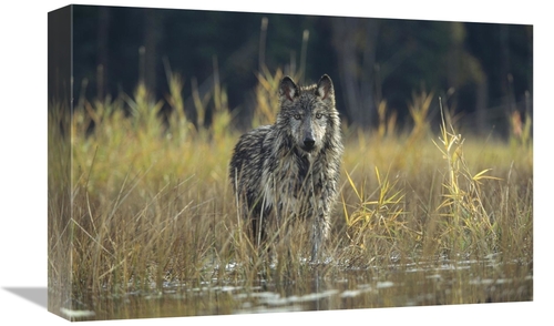 Global Gallery GCS-451960-1218-142 12 x 18 in. Timber Wolf Pauses Whil