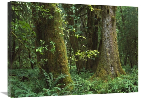 Global Gallery GCS-397180-2432-142 24 x 32 in. Moss-Covered Trees & De