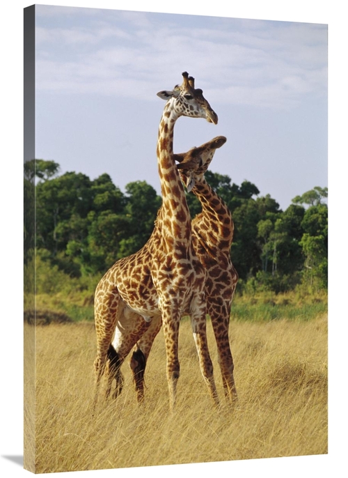 Global Gallery GCS-452978-2436-142 24 x 36 in. Giraffe Young Males Nec