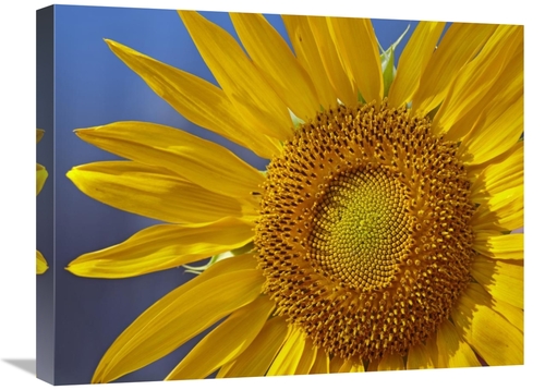 Global Gallery GCS-396095-1824-142 18 x 24 in. Common Sunflower Flower