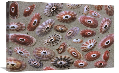 Global Gallery GCS-398247-2030-142 20 x 30 in. Keyhole Limpet Shells o
