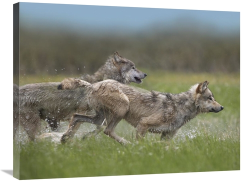 Global Gallery GCS-396345-2432-142 24 x 32 in. Gray Wolf Pair Running 