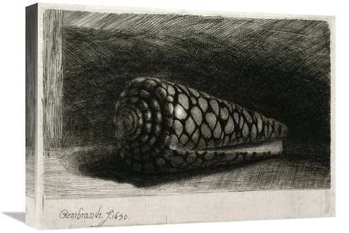 Global Gallery GCS-267504-22-142 22 in. The Shell - Conus Marmoreus Ar