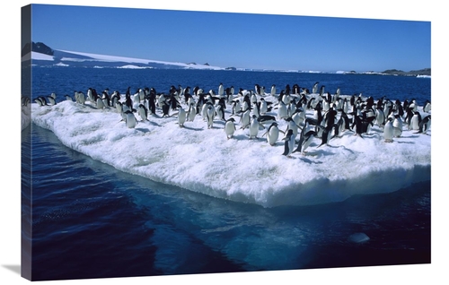 Global Gallery GCS-453392-2436-142 24 x 36 in. Adelie Penguins on Icef