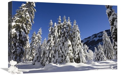 Global Gallery GCS-398520-1624-142 16 x 24 in. Coniferous Forest in Wi