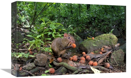 Global Gallery GCS-398543-1218-142 12 x 18 in. Agouti Feeding on Seeds