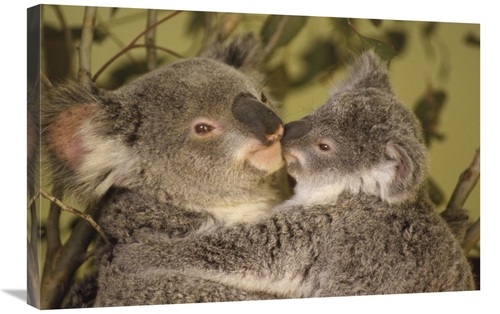 Global Gallery GCS-395753-2030-142 20 x 30 in. Koala Mother with Joey&