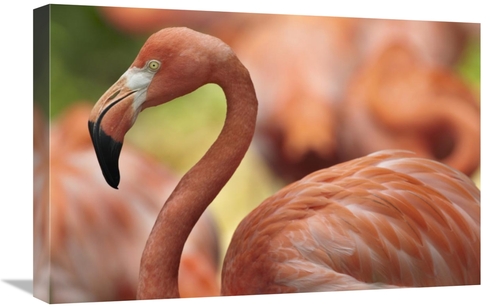 Global Gallery GCS-396212-1624-142 16 x 24 in. Greater Flamingo, J