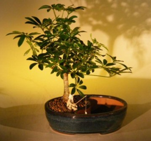 Hawaiian Umbrella Bonsai Tree Land/Water Pot - Medium (arboricola