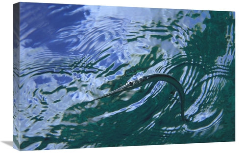 Global Gallery GCS-450748-2030-142 20 x 30 in. Needlefish on Water Sur