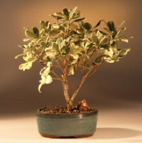 Flowering Japanese Mock Orange Bonsai Tree - Variegated (pittosporum