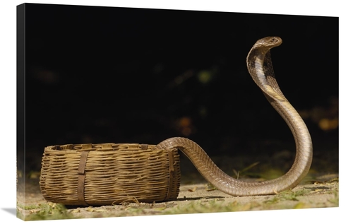 Global Gallery GCS-453064-2436-142 24 x 36 in. Spectacled Cobra with H