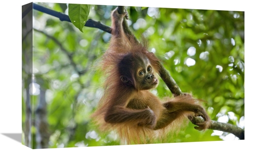 Global Gallery GCS-395859-1218-142 12 x 18 in. Sumatran Orangutan Nine