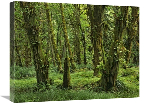 Global Gallery GCS-396293-1824-142 18 x 24 in. Hoh Rainforest, Oly