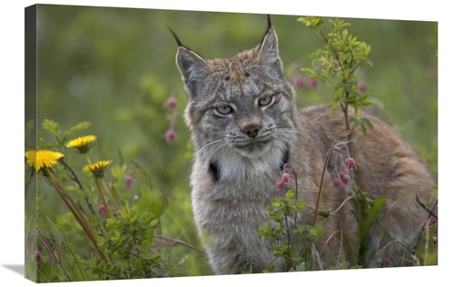 Global Gallery GCS-396039-2030-142 20 x 30 in. Canada Lynx Portrait&#4