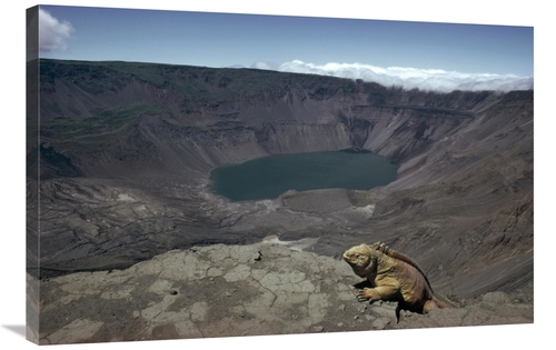 Global Gallery GCS-451259-2436-142 24 x 36 in. Galapagos Land Iguana O