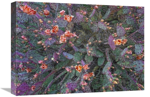 Global Gallery GCS-395997-22-142 22 in. Opuntia Flowering, North A