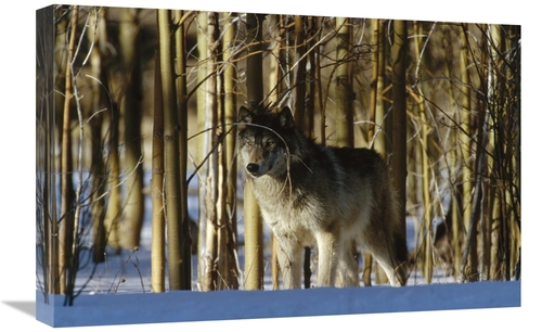 Global Gallery GCS-452351-1624-142 16 x 24 in. Timber Wolf Camouflaged