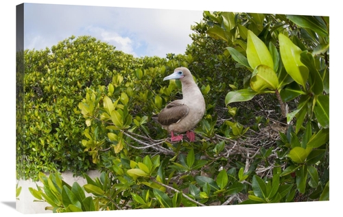 Global Gallery GCS-395640-2436-142 24 x 36 in. Red-Footed Booby Perchi