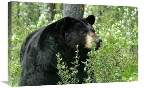 Global Gallery GCS-486625-30-142 30 in. Spring Time in Bear Country Ar