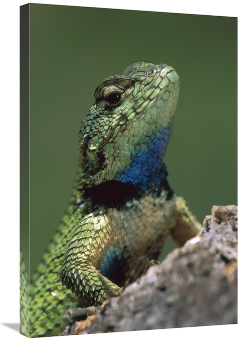 20 x 30 in. Green Spiny Lizard Male, Costa Rica Art Print - Thomas