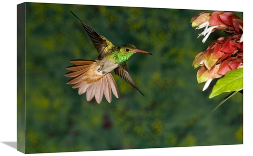 Global Gallery GCS-398304-1624-142 16 x 24 in. Rufous-Tailed Hummingbi