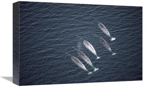 Global Gallery GCS-450598-1218-142 12 x 18 in. Narwhals Near Water Sur