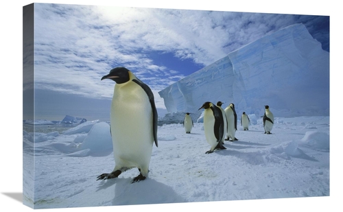 Global Gallery GCS-451728-1624-142 16 x 24 in. Emperor Penguin Crossin