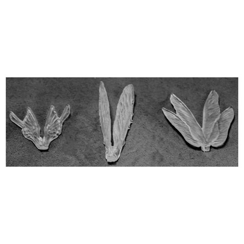 Reaper Miniatures REM77582 Bones - Clear Wings - Pack of 3