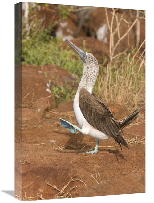 Global Gallery GCS-397410-1624-142 16 x 24 in. Blue-Footed Booby Perfo