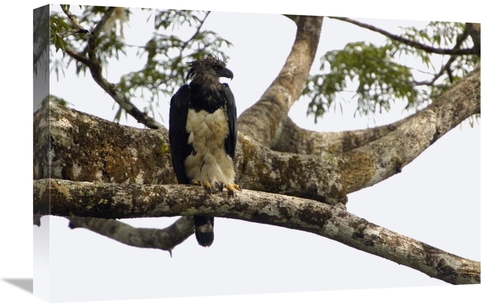 Global Gallery GCS-453202-1624-142 16 x 24 in. Harpy Eagle Adult Femal