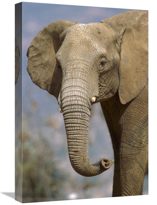 Global Gallery GCS-450844-1624-142 16 x 24 in. African Elephant Portra