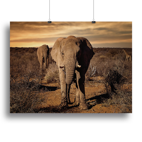 Elephant Posing Canvas Print or Poster