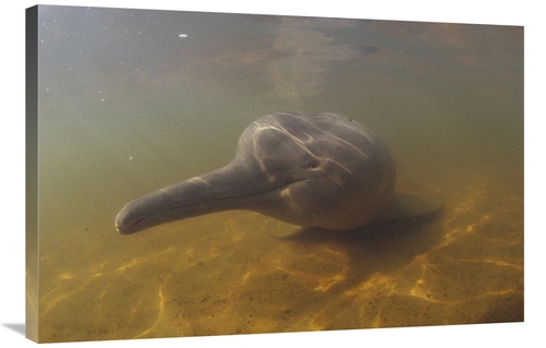 Global Gallery GCS-450675-2436-142 24 x 36 in. Amazon River Dolphin