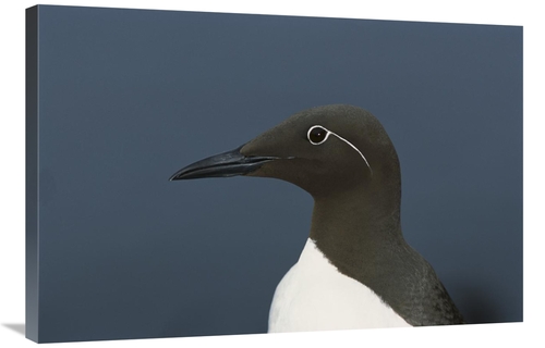 Global Gallery GCS-451749-2436-142 24 x 36 in. Common Murre, Shetl