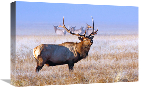 Global Gallery GCS-486452-22-142 22 in. The Family Group Art Print - V