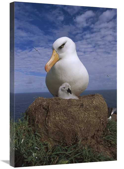 Global Gallery GCS-451821-2030-142 20 x 30 in. Campbell Albatross Pare