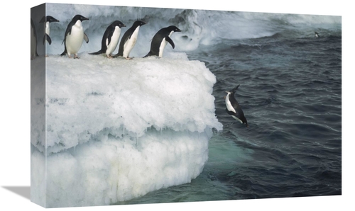 12 x 18 in. Adelie Penguin Leaping Off Ice Edge in Fog, Possession