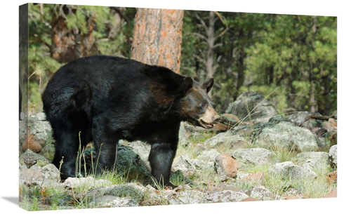 Global Gallery GCS-486434-30-142 30 in. A Rocky Path Art Print - Vic S