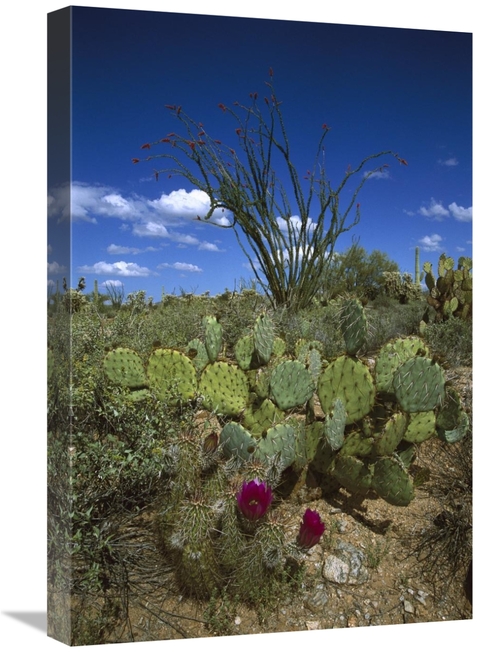 Global Gallery GCS-453300-1624-142 16 x 24 in. Hedgehog Cactus, Pr