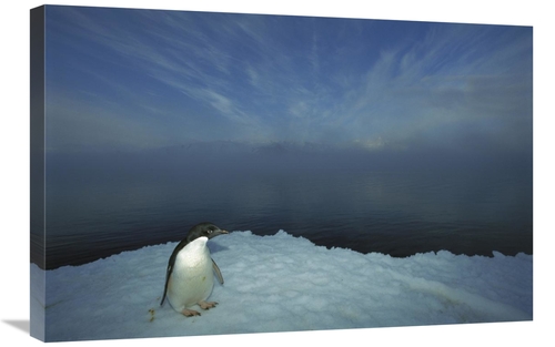 Global Gallery GCS-451722-2030-142 20 x 30 in. Adelie Penguin Portrait