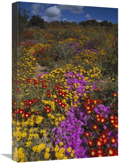 Global Gallery GCS-451830-1624-142 16 x 24 in. Dewflowers & Other Bloo