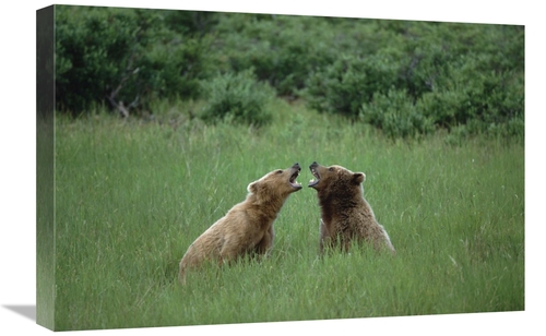 Global Gallery GCS-452535-1624-142 16 x 24 in. Grizzly Bears Sparring&