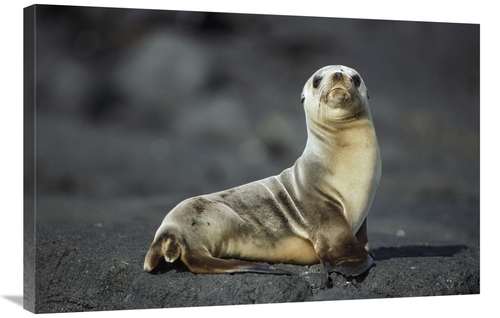 Global Gallery GCS-451761-2436-142 24 x 36 in. Galapagos Sea Lion Pup&