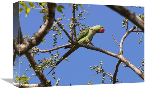 Global Gallery GCS-453633-1218-142 12 x 18 in. Alexandrine Parakeet&#4