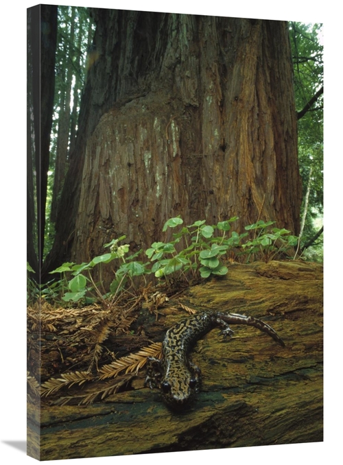Global Gallery GCS-450722-2030-142 20 x 30 in. Pacific Giant Salamande
