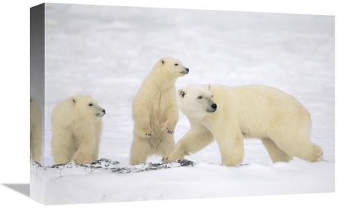 Global Gallery GCS-452507-1218-142 12 x 18 in. Polar Bear Mother with 